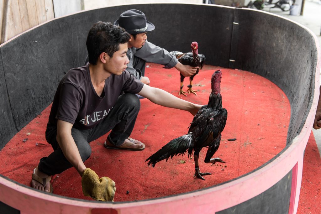 Cuộc chọi gà ở Việt Nam