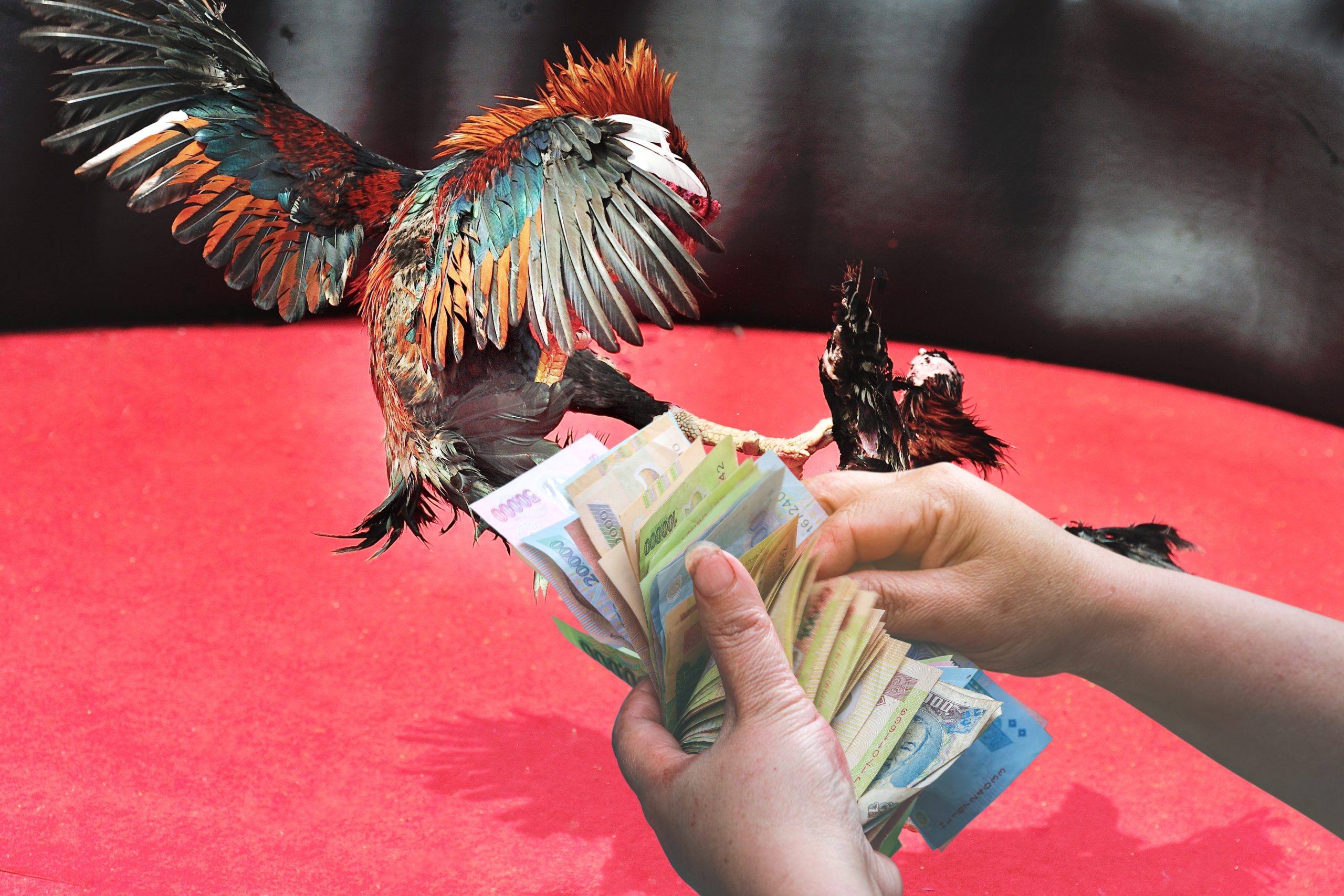 Người đàn ông cầm tờ tiền đồng Việt Nam cho ý tưởng chọi gà